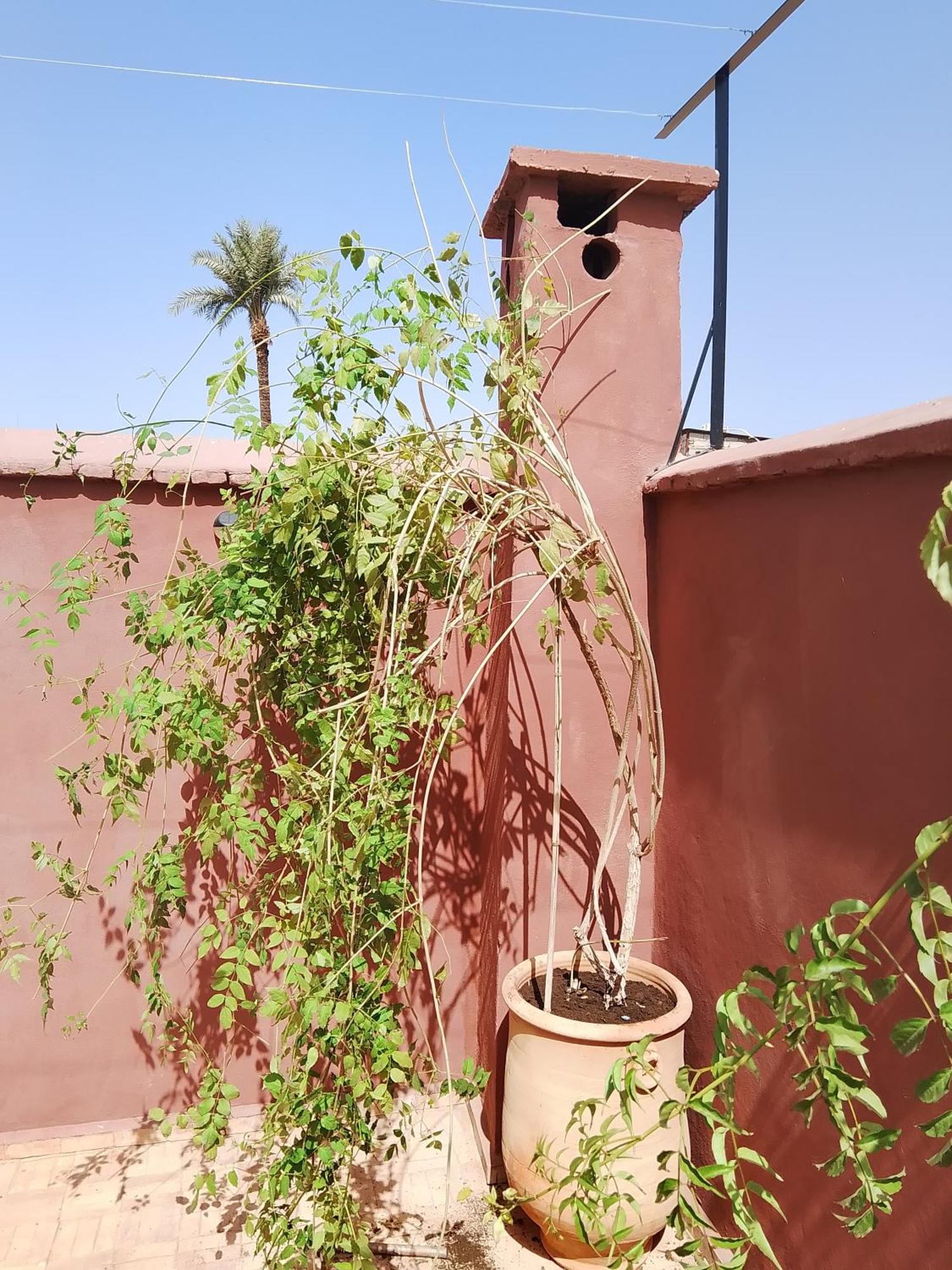 Riad Paquerette